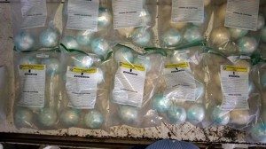 DNCD decomisa 24 kilos de drogas Aeropuerto Cibao