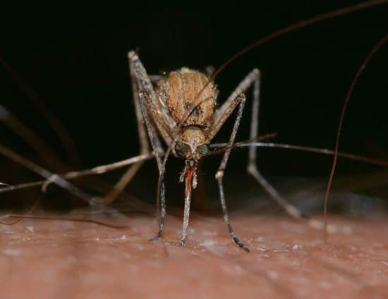 mosquito zica