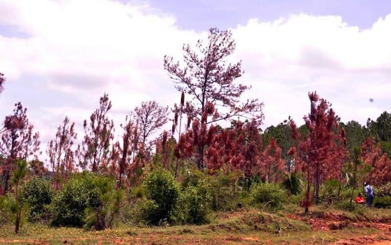 Plaga forestal ataca pinos Sierra Santiago