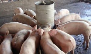 Porcicultores dicen producen cerdos de calidad