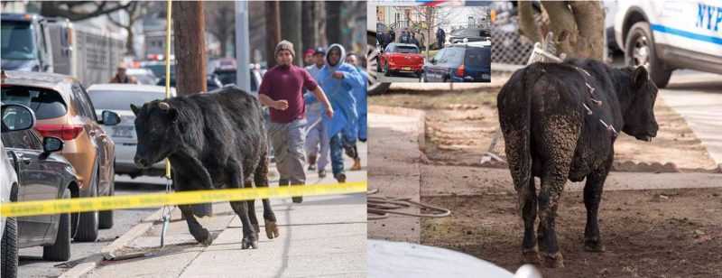 Un toro escapa de matadero en Queens y recorre calles durante dos horas