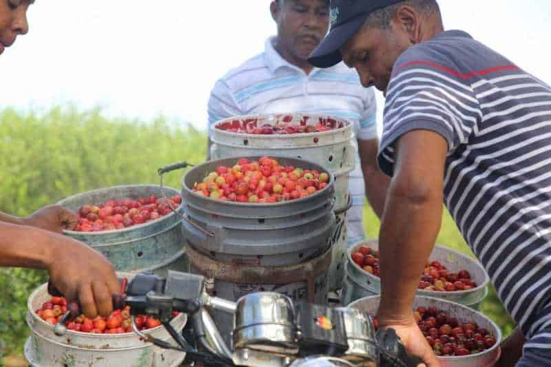 Belloso | Gobierno aprueba financiamiento a productores de cerezas