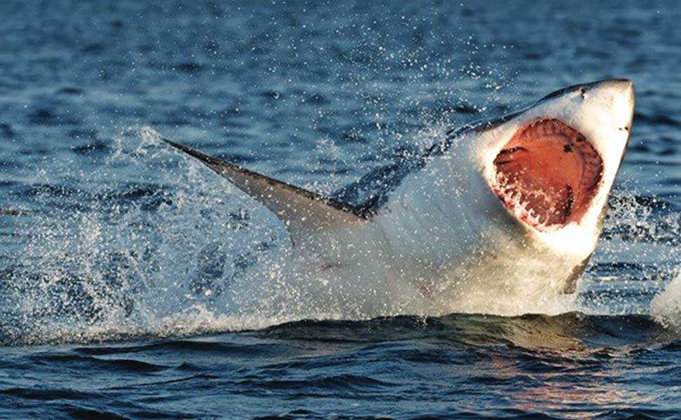 Tiburones blancos merodean aguas en Nueva Jersey