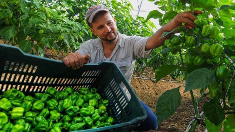 República Dominicana celebra Día Mundial de la Agricultura