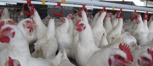 Espaillat: Detectan un brote de influenza aviar