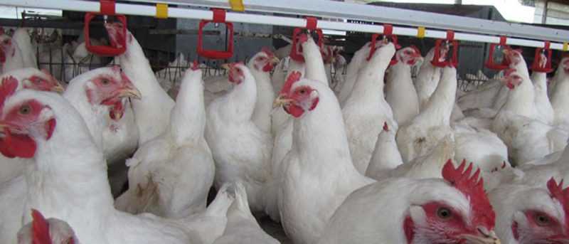 Sacrificarán más de 30,000 gallinas por influenza aviar