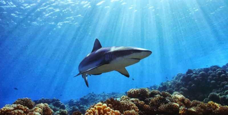 República Dominicana trabaja en la protección de tiburones y rayas