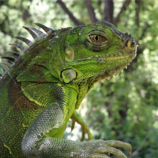 ¿Conoces los peligros de la Iguana Verde?