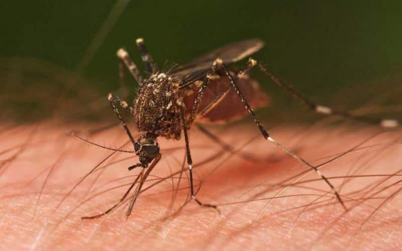 Nueva Jersey confirma primer caso “Virus del Nilo”