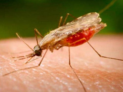 Factores favorecen la presencia de malaria en RD