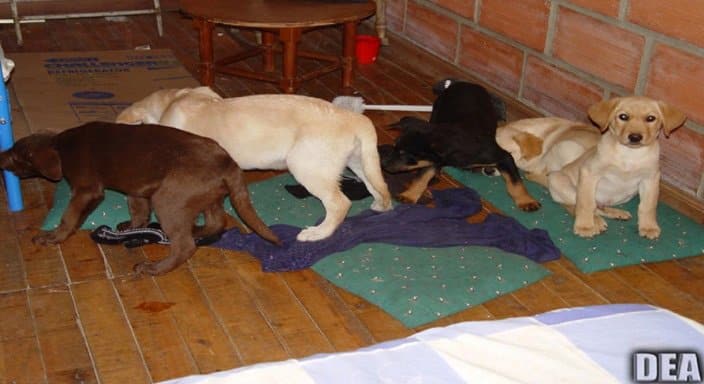 Veterinario implantaba heroína en cachorros
