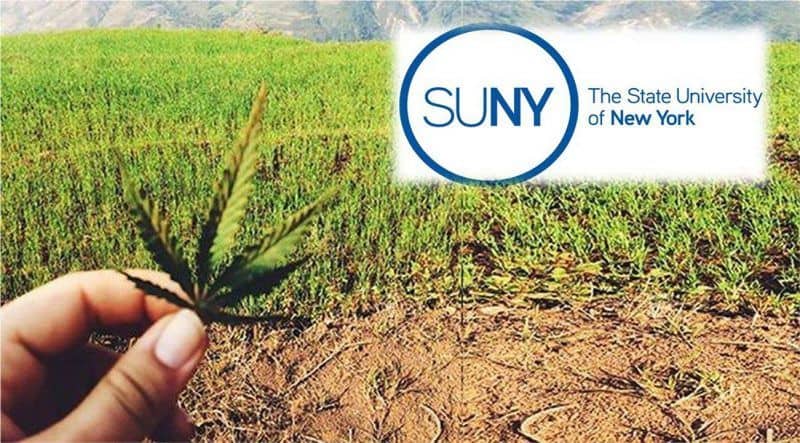 Universidad Nueva York (SUNY) enseñará a cosechar marihuana