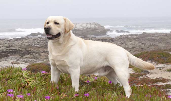 Labrador Retriever el perro más popular en EEUU