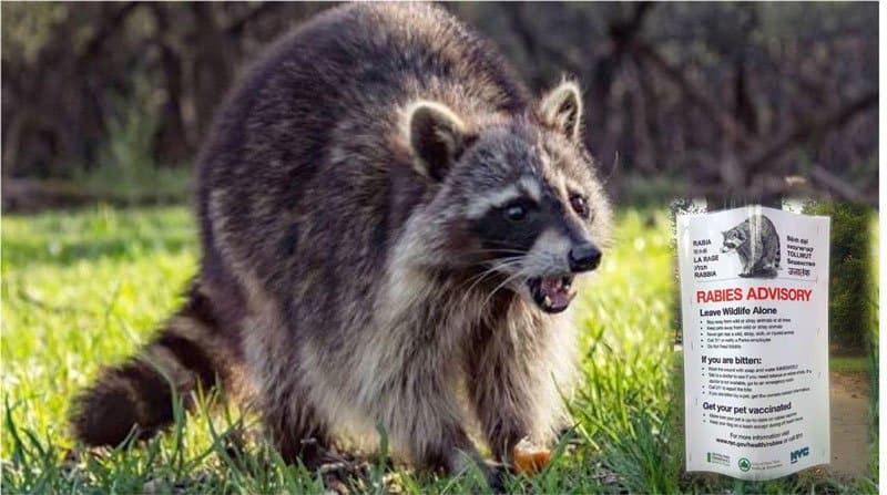 Preocupa presencia mapaches con rabia parque NY
