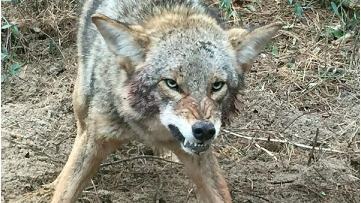 cropped Coyote ataca en ciudad NJ residen familias dominicanas