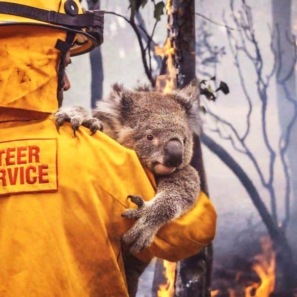 Millones animales mueren por incendios sin control en Australia