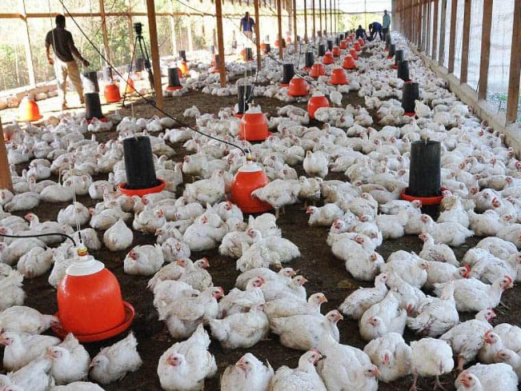 Productores avícolas piden ayuda al Gobierno