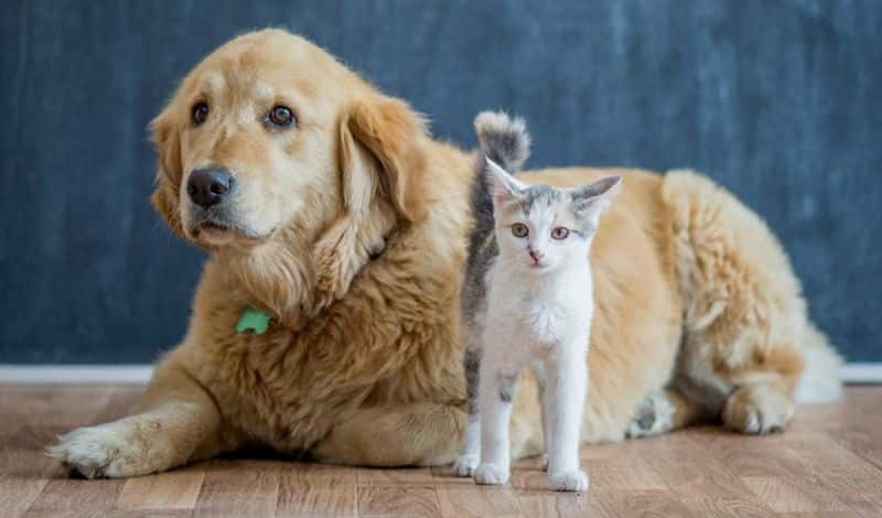 Buscan prohibir venta de perros y gatos en tiendas de mascotas NY