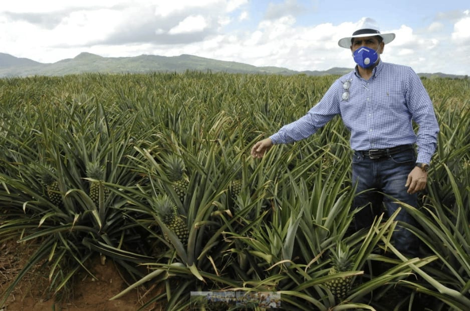 En Cotuí, gobierno apoyará productores de piña