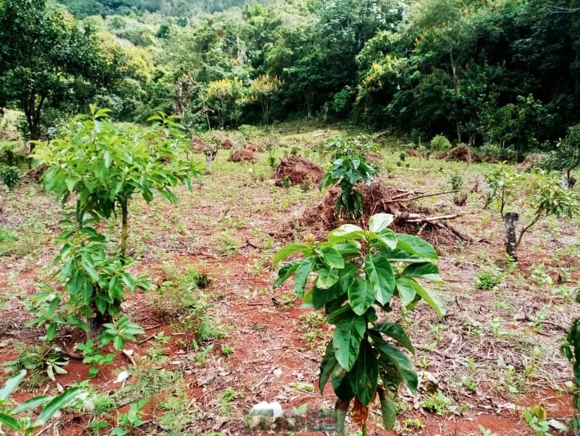 Eliminan plantación aguacates Sierra de Bahoruco