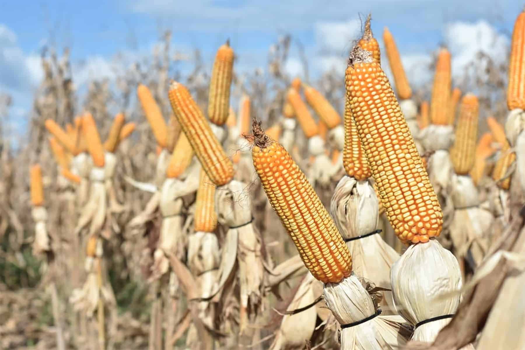 cultivo de maíz de alto rendimiento