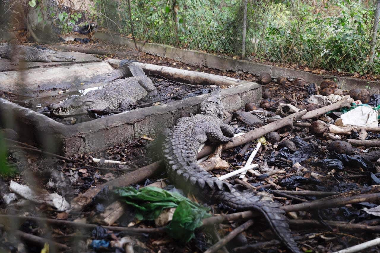 Rescatan 3 cocodrilos en una propiedad de José Rijo