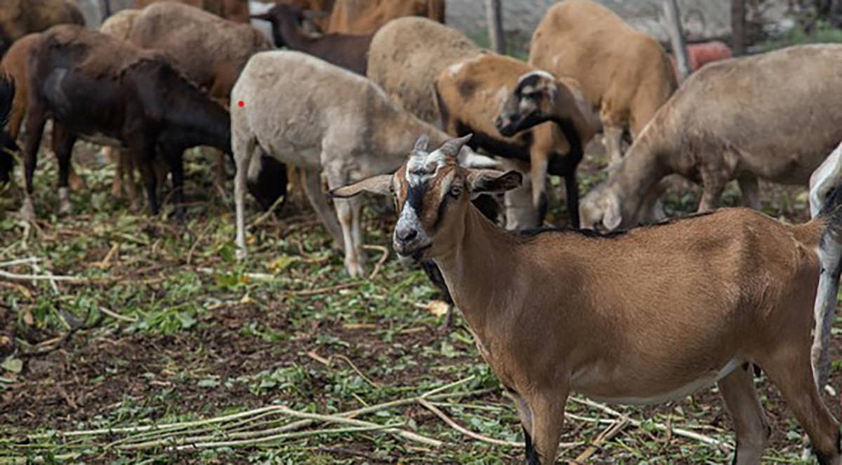 Agricultura impulsará producción ovinos y caprinos
