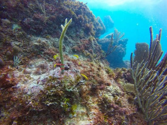 Grave enfermedad amenaza 50% especies de corales del Caribe