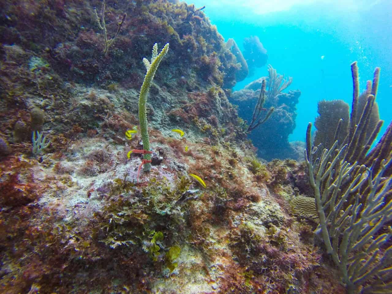 grave enfermedad amenaza 50 especies de corales del caribe