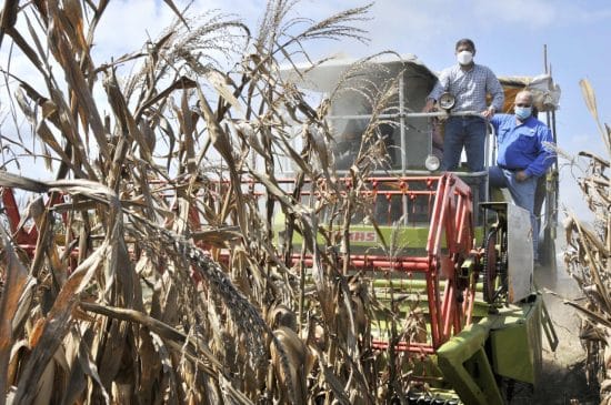 Agricultura revoluciona cultivo de maíz en el país