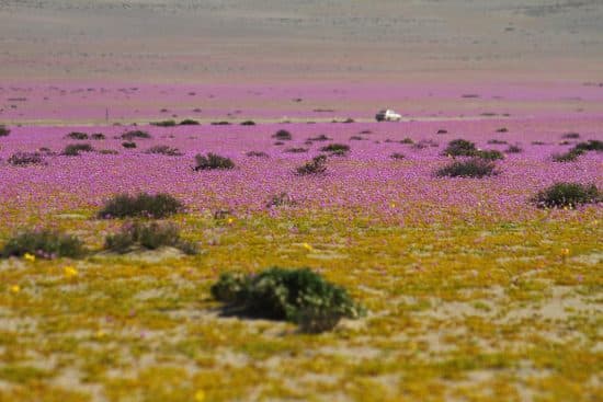 desierto de atacama florido