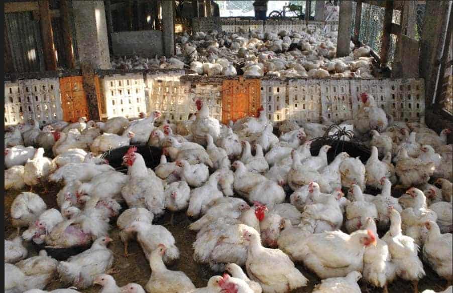 Sector avícola aumentó producción de pollos