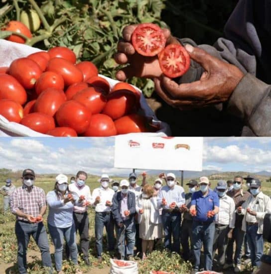 Productores de Tomates Azua piden aumento precio del quintal