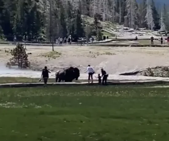 Bisonte cornea visitante en Parque Nacional Yellowstone 