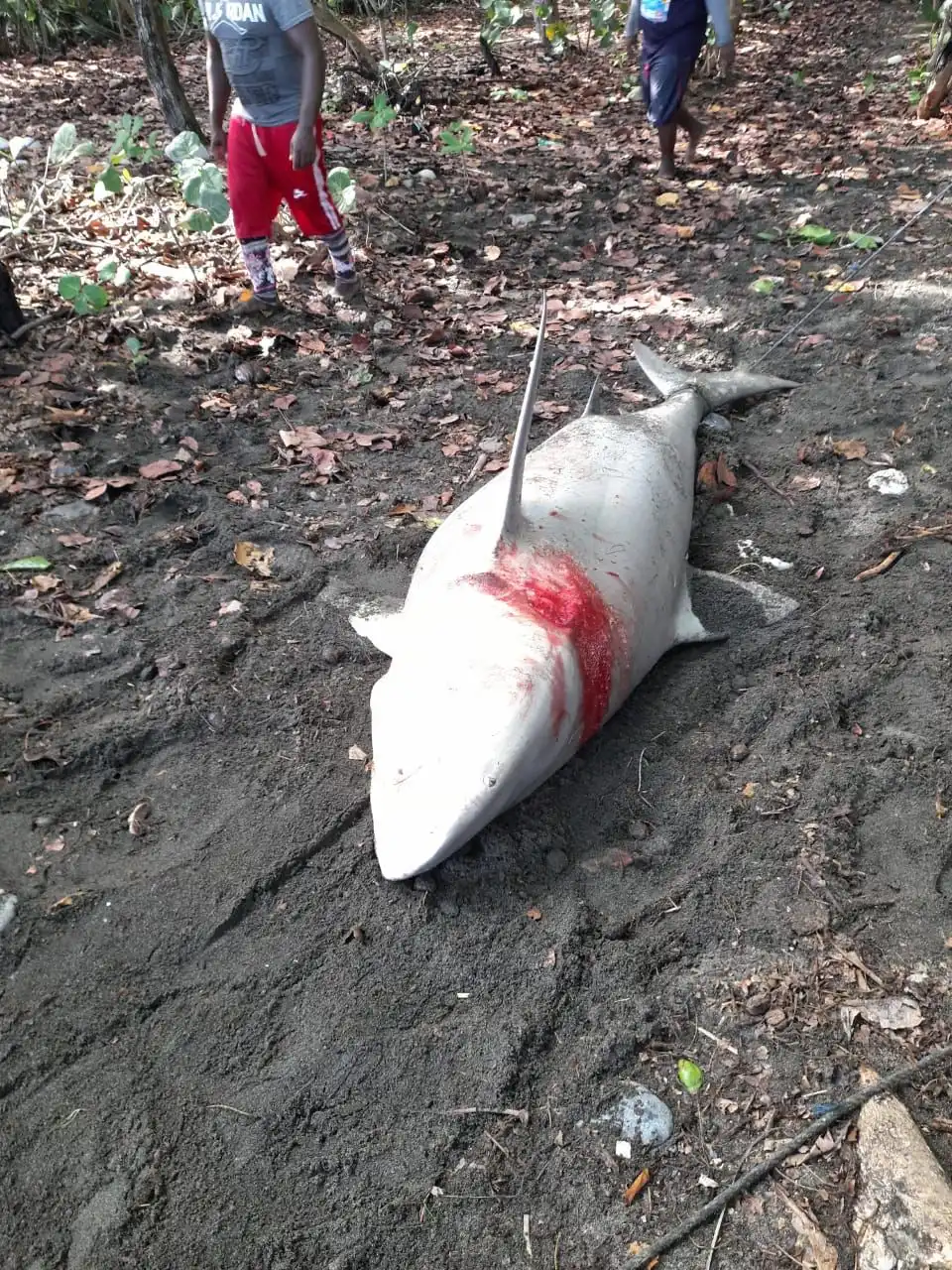 Capturan y matan tiburón blanco en Nizao
