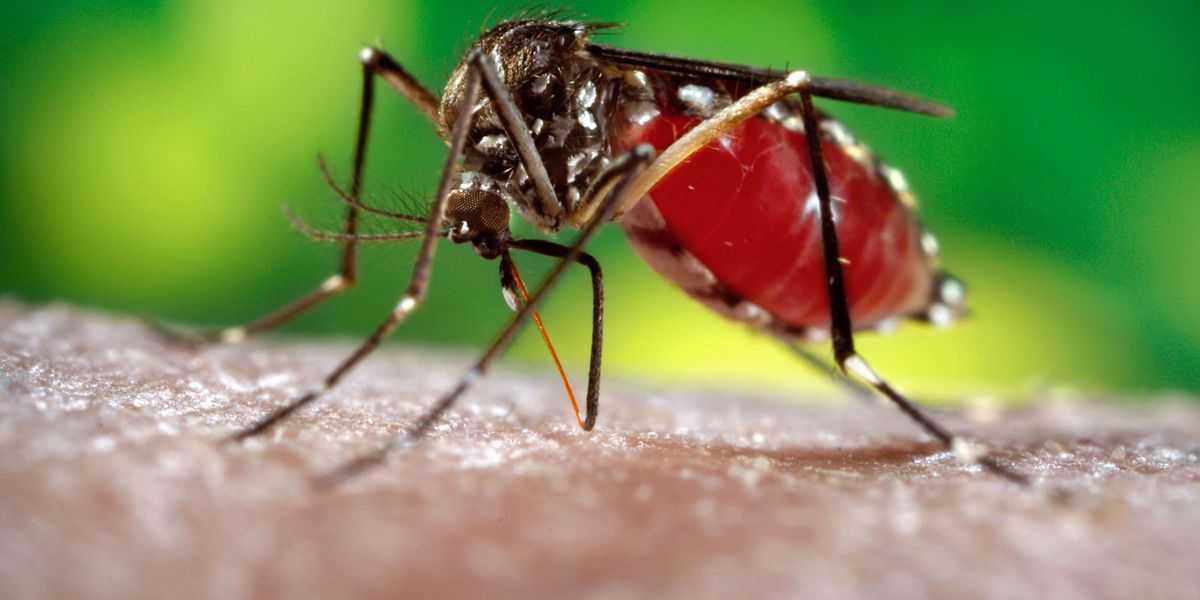 Casos de dengue en Argentina superan los 56.300 casos