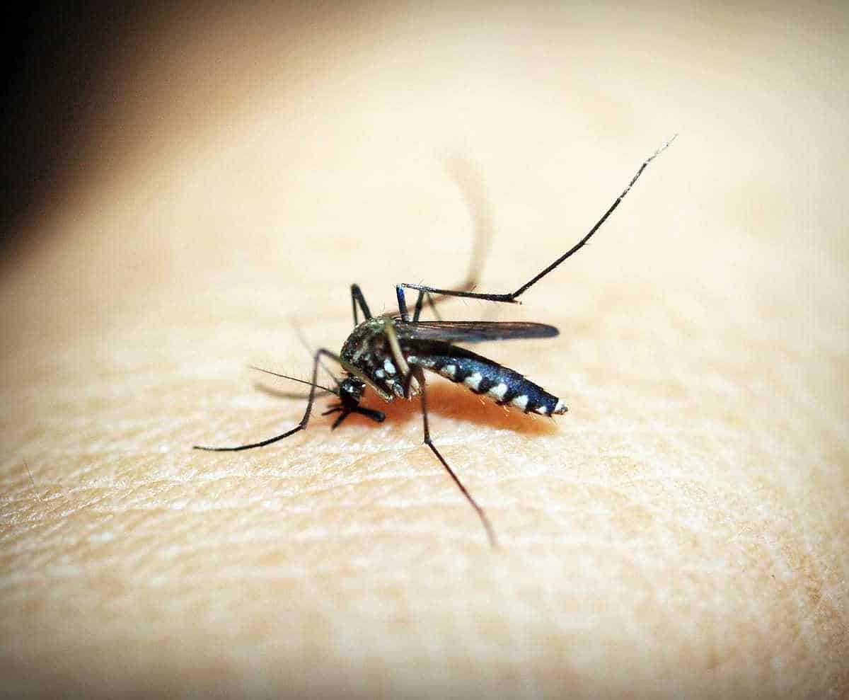 mosquito de la malaria