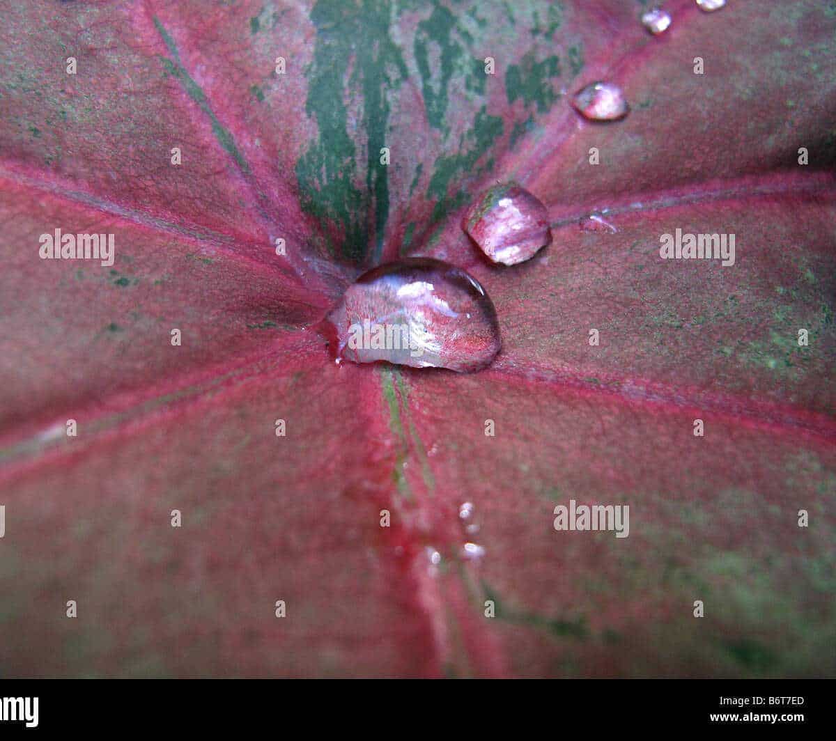 agua de lluvia capturada