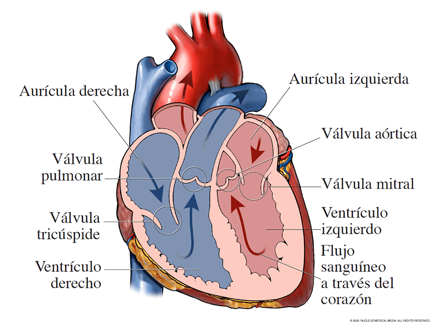anatomia del corazon
