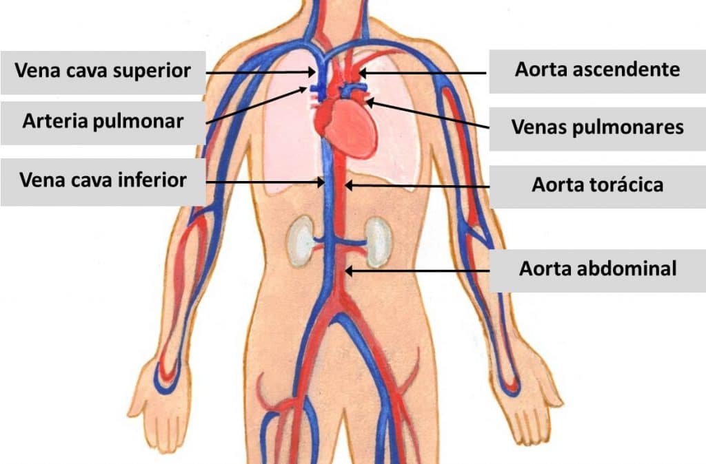 anatomia del sistema cardiovascular