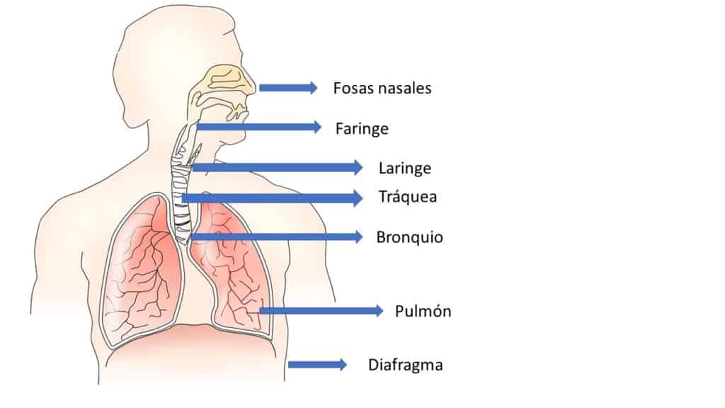anatomia respiratoria en adultos