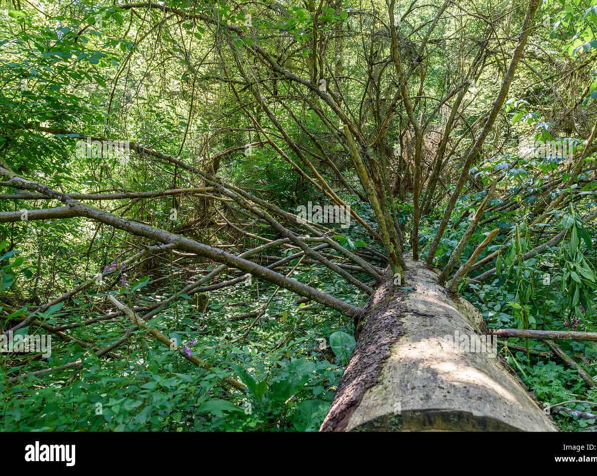 arbol de goma eliminado