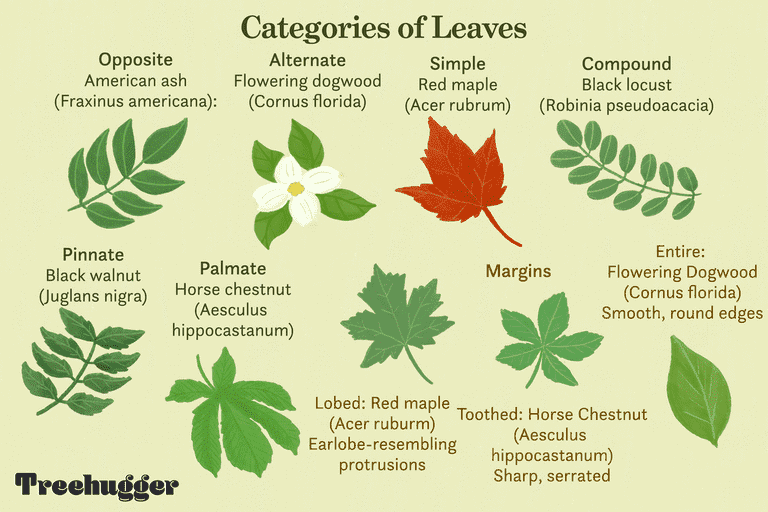 arboles con hojas caracteristicas