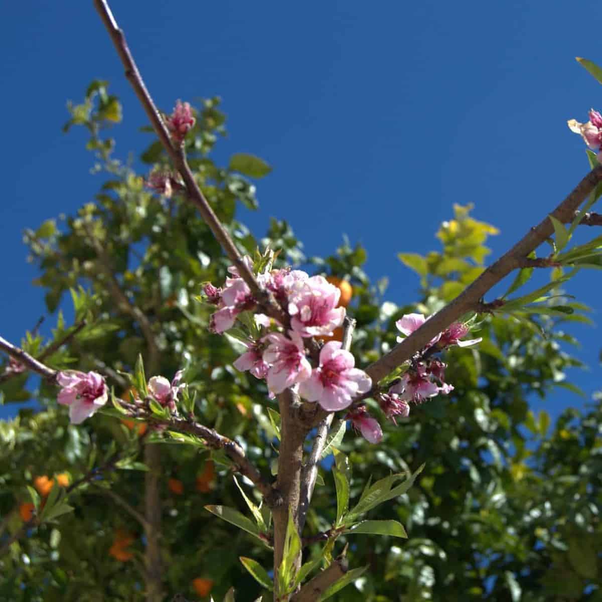 arboles frutales en flor scaled