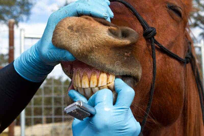 caballo examinado dentalmente