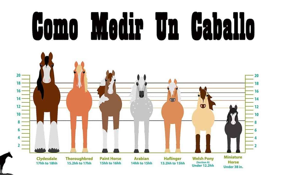 caballos midiendo altura