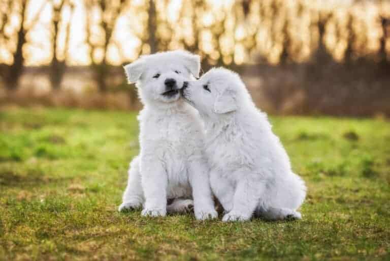 cachorro de genero claro