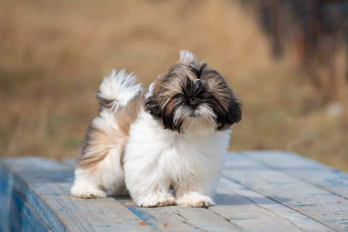 cachorro shih tzu