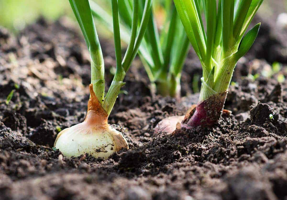 cebolla plantada paso a paso