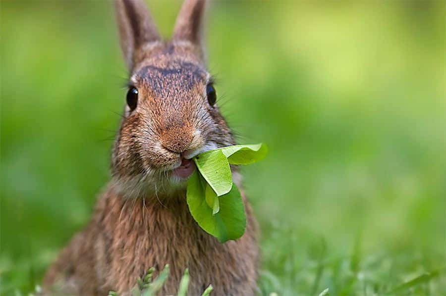 conejo comiendo hierba
